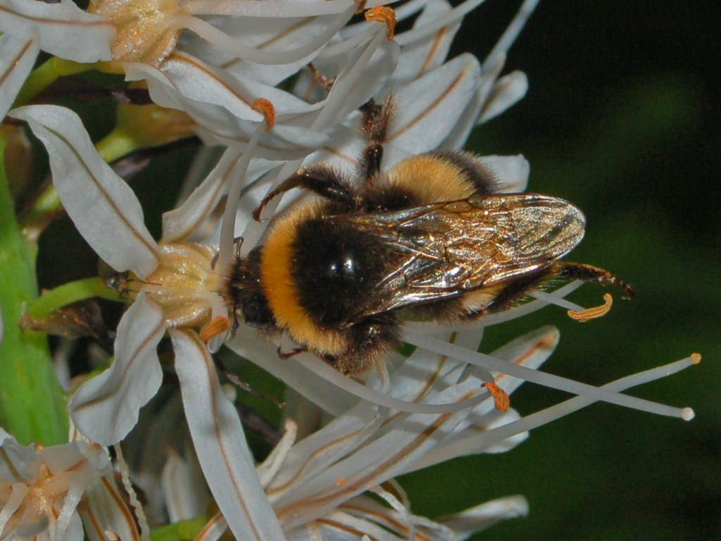 Bombus su Asfodelus - da determinare